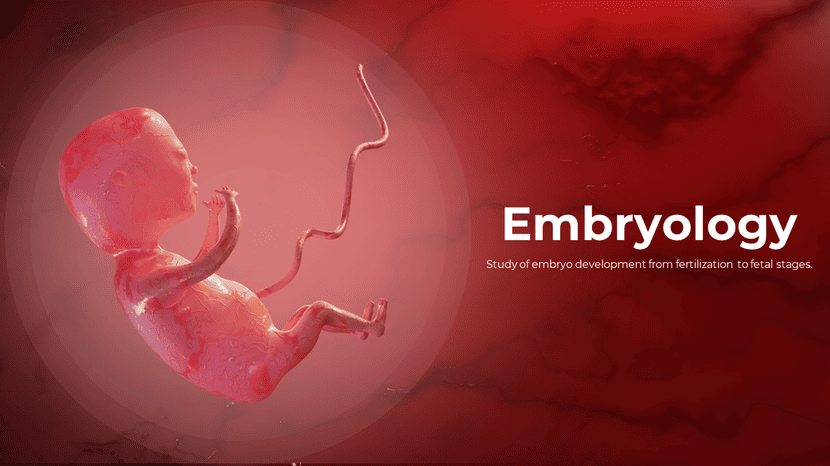 Embryology slide featuring fetus illustration in womb on red gradient background, medical education cover