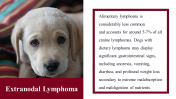 100039--National-Canine-Lymphoma-Awareness-Day_15