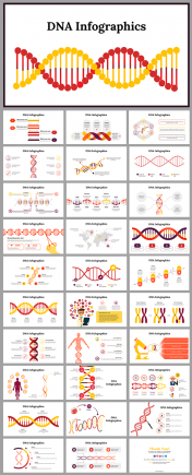 Best DNA Infographics PowerPoint And Google Slides