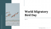 World Migratory Bird Day PPT and Google Slides Templates