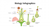 100299-Biology-Infographics_21