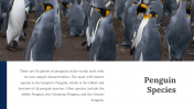 100347-World-Penguin-Day-Presentation_06
