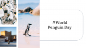100347-World-Penguin-Day-Presentation_27