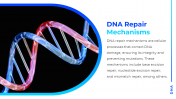 13499-DNA-PowerPoint-Template-Free-Download_08
