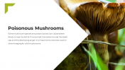 13866-Mushroom-PowerPoint-Template_05
