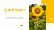 14049-Sunflower-PowerPoint-Templates_01