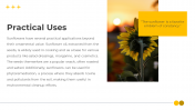 14049-Sunflower-PowerPoint-Templates_06