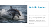 14301-Dolphin-PowerPoint-Presentation_04