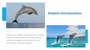 14301-Dolphin-PowerPoint-Presentation_10