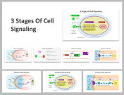 3 Stages Of Cell Signaling Presentation and Google Slides