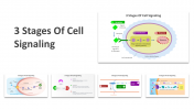 3 Stages Of Cell Signaling Presentation and Google Slides