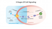 14647-3-Stages-Of-Cell-Signaling_02