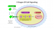 14647-3-Stages-Of-Cell-Signaling_03