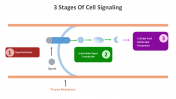 14647-3-Stages-Of-Cell-Signaling_05
