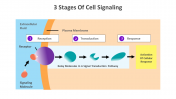 14647-3-Stages-Of-Cell-Signaling_06