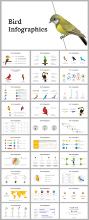 Editable Bird Infographics Presentation For Your Needs