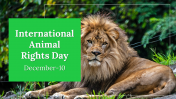 International Animal Rights Day PPT and Google Slides Themes
