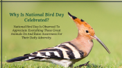 300052-National-Bird-Day_07