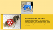 300053-National-Dress-Up-Your-Pet-Day_13