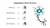 Infographics About Neurons PowerPoint And Google Slides