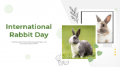 300479-International-Rabbit-Day_01