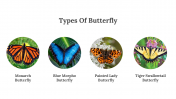 400359-Butterfly-Templates_05