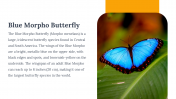 400359-Butterfly-Templates_10