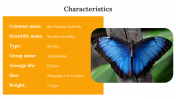 400359-Butterfly-Templates_11