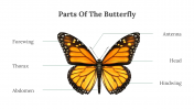 400359-Butterfly-Templates_24