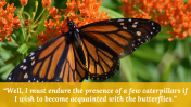 400359-Butterfly-Templates_30