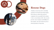500104-National-Rescue-Dog-Day_09