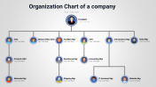 Organizational Chart of a Company PPT and Google Slides