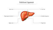 Editable Falciform Ligament PowerPoint Presentation