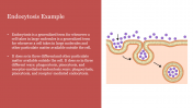 Innovative Endocytosis Example PPT Template Presentation