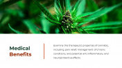 700186-Cannabis-PowerPoint-Template-Free_03