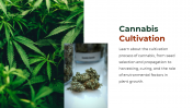 700186-Cannabis-PowerPoint-Template-Free_05