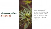 700186-Cannabis-PowerPoint-Template-Free_06