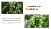 700186-Cannabis-PowerPoint-Template-Free_15