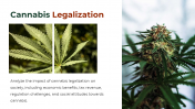 700186-Cannabis-PowerPoint-Template-Free_19
