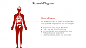 Ultimate Stomach Diagram PPT Slide Template Designs