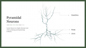 Pyramidal Neurons PowerPoint Presentation Template