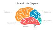 701921-Frontal-Lobe-Diagram_02