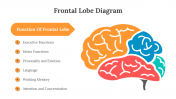 701921-Frontal-Lobe-Diagram_06