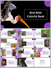 Bird With Colorful Beak PowerPoint and Google Slides Themes