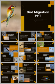 Bird Migration PowerPoint And Google Slides Templates