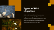 703870-Bird-Migration-PPT-Presentation_04