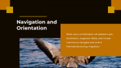 703870-Bird-Migration-PPT-Presentation_05