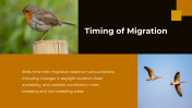 703870-Bird-Migration-PPT-Presentation_07