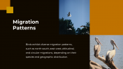 703870-Bird-Migration-PPT-Presentation_08