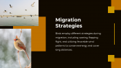 703870-Bird-Migration-PPT-Presentation_09